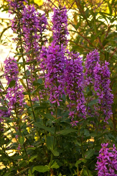 Fioletowy Luźny Spór Naostrzony Luźny Spód Fioletowy Lythrum Lythrum Salicaria — Zdjęcie stockowe