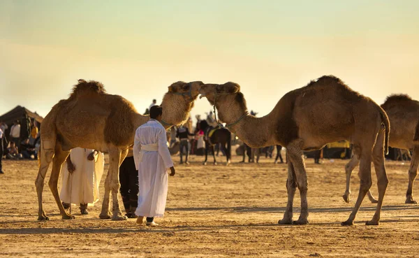 Douz Tunisia Aralık 2018 Douz Tunus Sahra Festivali Develer Arasındaki — Stok fotoğraf