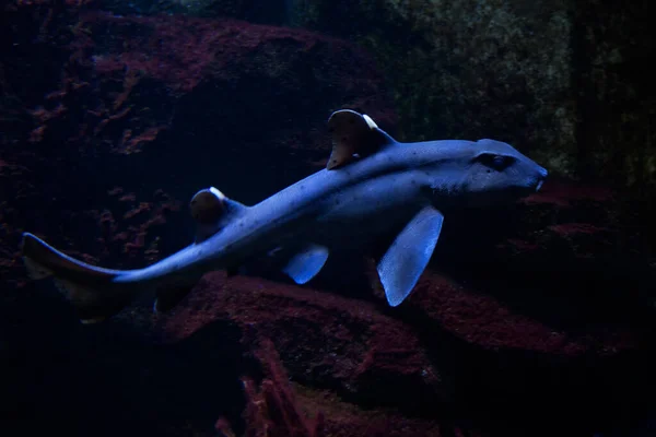 Boynuz köpekbalığı (Heterodontus francisci).