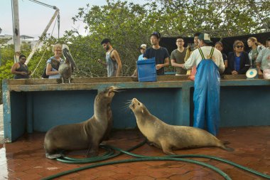 Santa CRUZ, Ekvador, 05 Temmuz 2019. Galapagos Adaları, Ekvador 'daki balık pazarı.