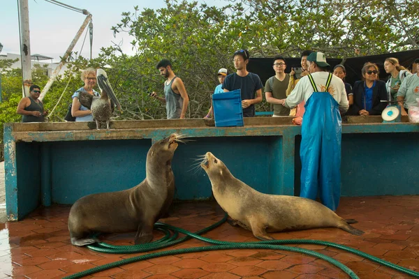 Santa Cruz Ecuador Julho 2019 Mercado Peixe Nas Ilhas Galápagos — Fotografia de Stock