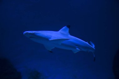 Blacktip resif köpekbalığı (Carcharhinus melanopterus).