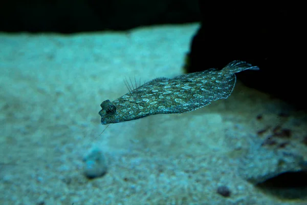 Wide Eyed Flounder Bothus Podas — Stock Photo, Image