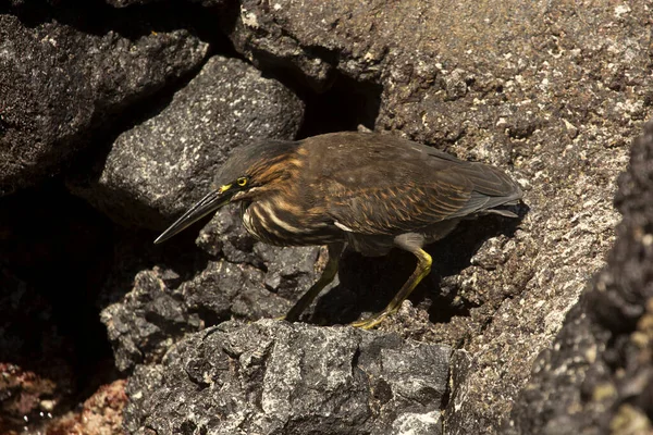 Герон Лави Galapagos Heron Butorides Sundevalli — стокове фото