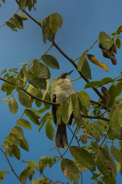 加拉帕戈斯嘲鸟 Mimus Parvulus 圣克鲁斯 — 图库照片