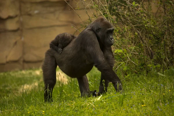 Westelijke Gorilla Gorilla Gorilla Dierentuin — Stockfoto