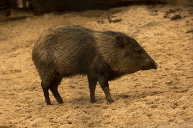 Yakalı pekariler (Pecari tajacu).
