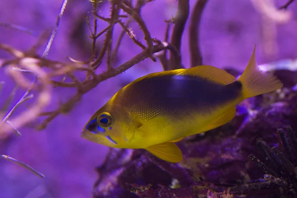 Het Verlegen Gehucht Hypoplectrus Guttavarius Het Aquarium — Stockfoto