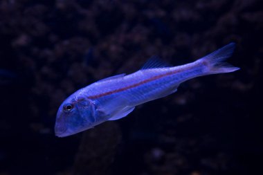 Çizgili kırmızı aslan yelesi (Mullus surmuletus)).