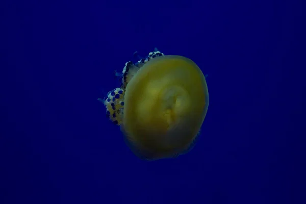 Méduses Méditerranéennes Méduses Aux Œufs Frits Cotylorhiza Tuberculata — Photo