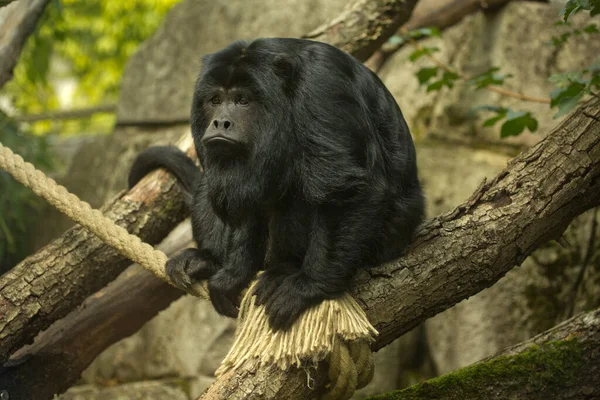 Opice Černá Alouatta Caraya — Stock fotografie