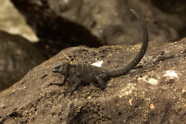 Tengeri Iguána Tengeri Iguána Sós Vizű Iguána Vagy Galapagos Tengeri — Stock Fotó