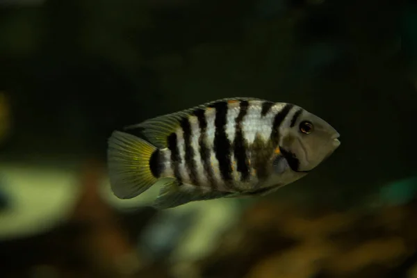 Der Gefangene Buntbarsch Amatitlania Nigrofasciata — Stockfoto