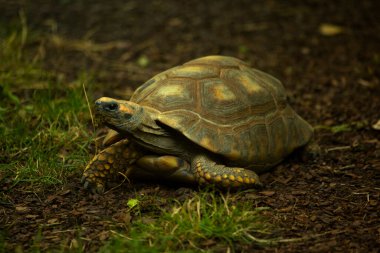 Sarı ayaklı kaplumbağa, Brezilya dev kaplumbağası (Chelonoidis denticulatus)).