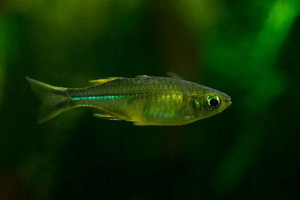 Celebes Rainbowfish Marosatherina Ladigesi — стокове фото