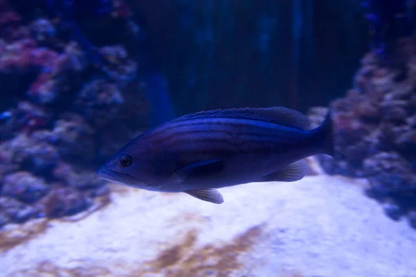 Aranyfolt Csoport Epinephelus Costae — Stock Fotó