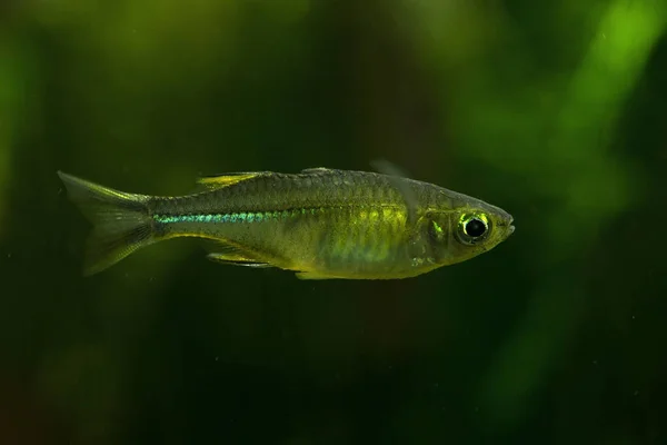 Celebes Regenboogvis Marosatherina Ladigesi Rechtenvrije Stockfoto's