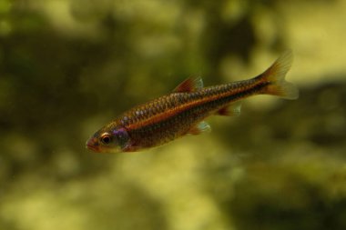 Gökkuşağı Parlatıcı (Notropis kromozomu)).