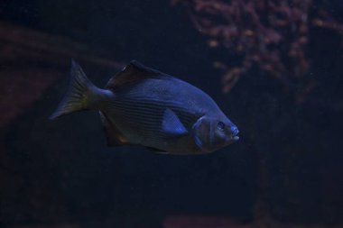 Çizgili surfperch veya çizgili deniz kenarı (Embiotoca lateralis).