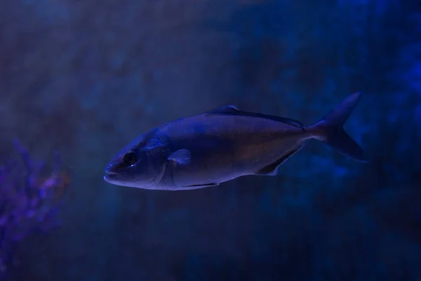 Maior Amberjack Rei Aliado Grande Amberfish Maior Yellowtial Jenny Lind — Fotografia de Stock