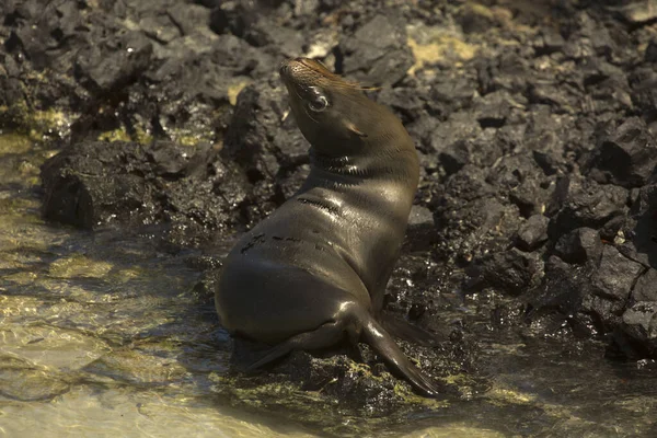 Galapagos Sea Lion Zalophus Wollebacki — Stock Photo, Image