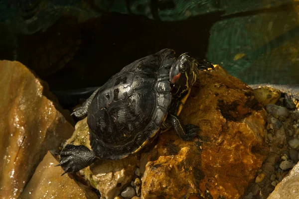 Deslizador Estanque Trachemys Scripta — Foto de Stock