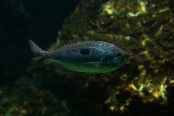 Die Gefleckte Picarelle Spicara Maena — Stockfoto