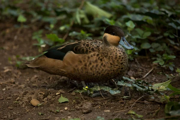 Silver Teal Anas Versicolor Ssp Puna — Stock Photo, Image