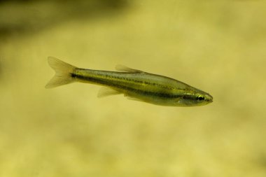 Redside dace (Clinostomus elongatus).