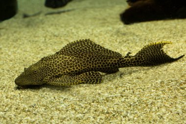Leopar pleco (Pterygoplichthys gibbiceps).