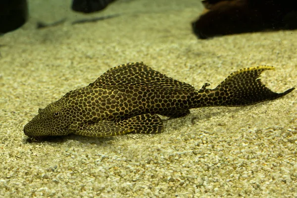 Luipaardpleco Pterygoplichthys Gibbiceps — Stockfoto