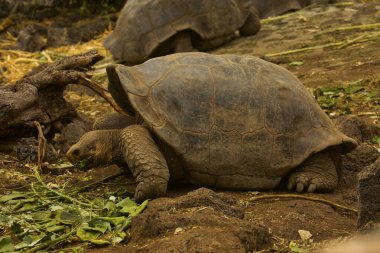 Galapagos dev kaplumbağası (Chelonoidis nigra).