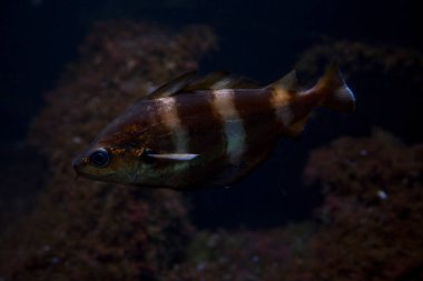 Trisopterus luscus (önlük, somurtma, somurtma, somurtma).