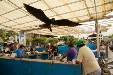 Santa CRUZ, Ekvador, 05 Temmuz 2019. Galapagos Adaları, Ekvador 'daki balık pazarı.