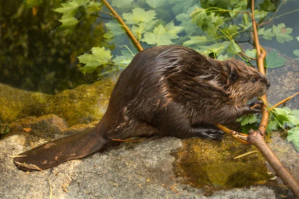 Eurasian Beaver Castor Fiber — Stock Photo, Image