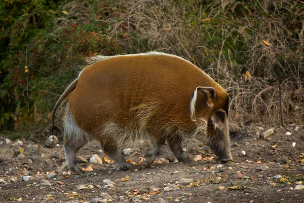 Porco Rio Vermelho Porco Arbusto Potamochoerus Porcus — Fotografia de Stock