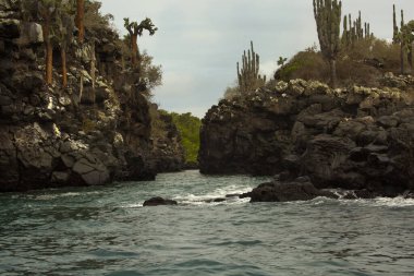 Galapagos Adalarından birinin Rocky Sahili, Ekvador. 