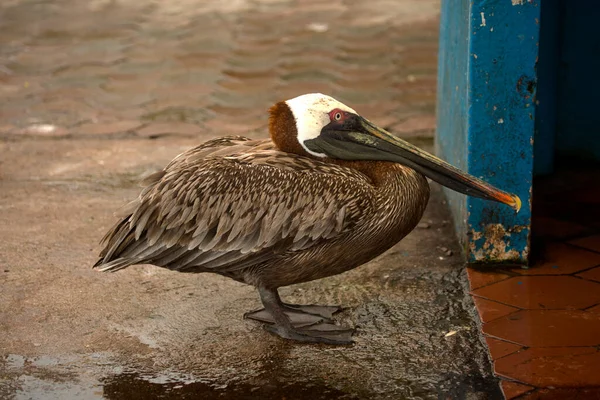 Pélican Des Galapagos Pelecanus Occidentalis — Photo