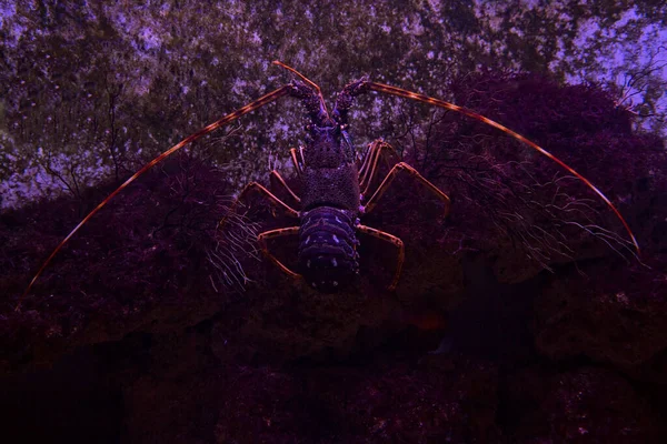 Spiny Lobster Langouste Rock Lobster Palinurus Elephas — Stock Photo, Image