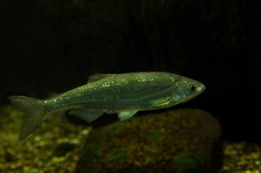 Sıradan kasvetli (Alburus alburnus).