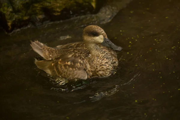 Canard Marbré Sarcelle Marbrée Marmaronetta Angustirostris — Photo