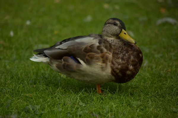 Saksonya Ördeği Evcil Alman Ördeği — Stok fotoğraf