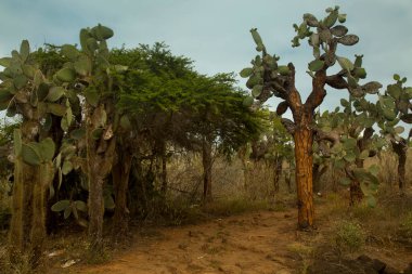 Santa Cruz Adası, Galapagos Adaları 'ndaki bitki örtüsü. Opuntia echios var. dev çay, Galapagos dikenli armut.