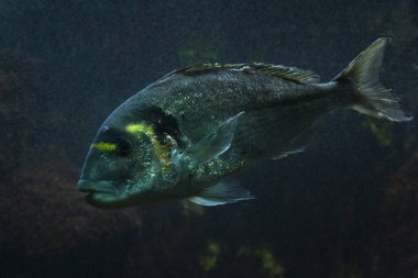 Çipura, Dorade Royale (Sparus aurata).