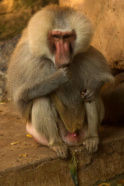 Babbuino Hamadryas Papio Hamadryas — Foto Stock