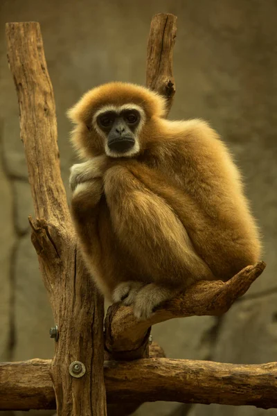 Simios Más Pequeños Simios Menores Gibbon — Foto de Stock