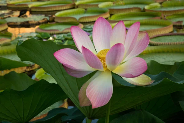 Flor Lótus Nelumbo Nucifera — Fotografia de Stock