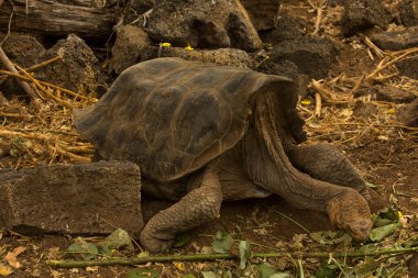 Galapagos dev kaplumbağası (Chelonoidis nigra).