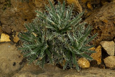 Agave parviflora, sulu daimi çiçekli bitki..