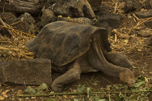 Galapagos dev kaplumbağası (Chelonoidis nigra).